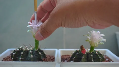 Hand pollinating the cactus in white pots. Stock Footage 116487016