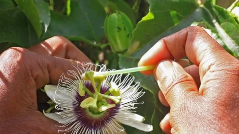Hand Pollinating Passion Fruit Flower Stock Footage 167047527