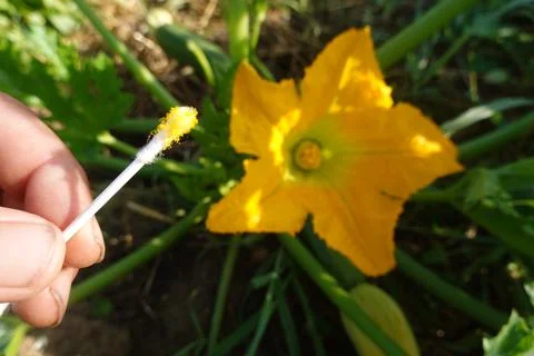 Hand pollinating zucchini flower using a cotton swab to transfer pollen for.. Stock Photos