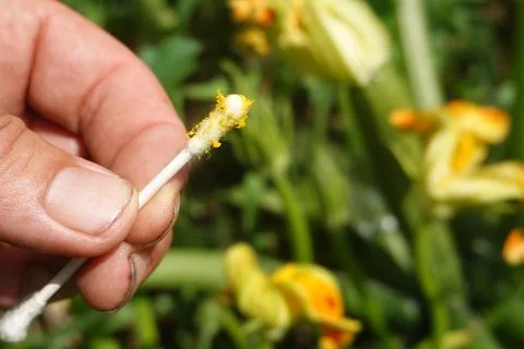 Hand pollinating zucchini flower using a cotton swab to ensure fruit develo.. Stock Photos
