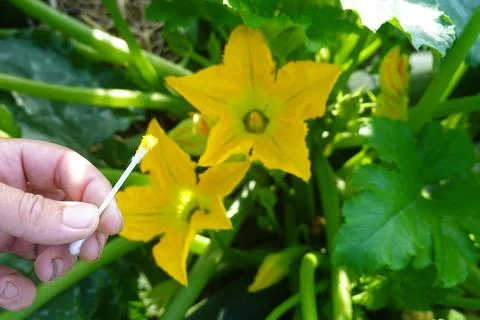 Hand pollinating zucchini flower using a cotton swab for optimal plant grow.. Stock Photos