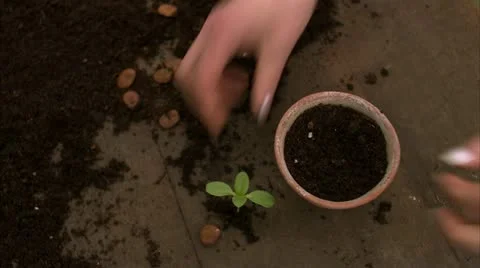 A hand pot  a plant Stock Footage 11303904