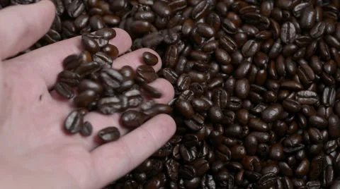 Hand pouring coffee beans, inspects beans 2 Stock Footage 53255276