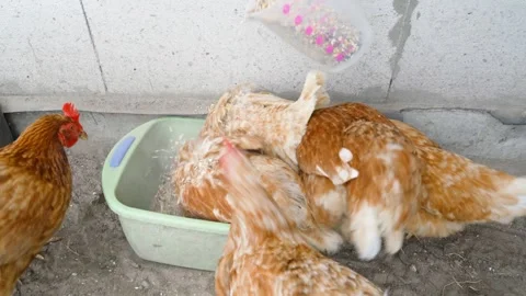 Hand pouring grain into feeder and hens eating in chicken coop. Feeding backyard 스톡 동영상 342735637