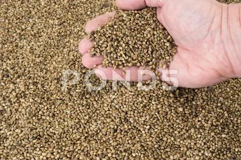 Hand Pouring Hemp Seeds