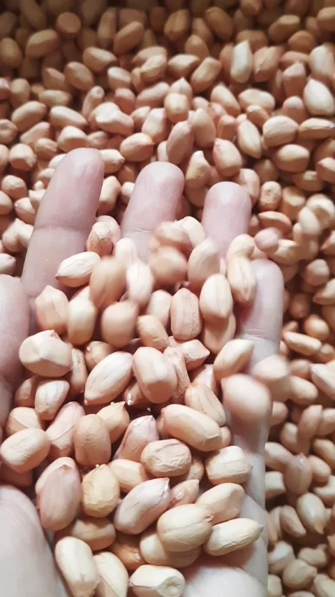 Hand Pouring Raw Peanuts onto Pile – Fresh Groundnuts in Slow Motion Video stock 339695176