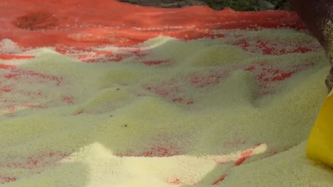 Hand Pouring Urea Fertilizer Stock Footage 340753936