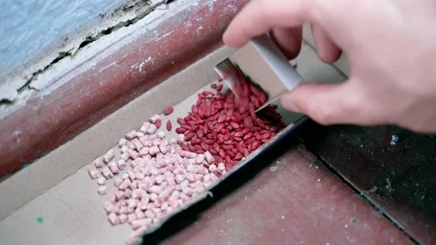 A hand pours various types of poison from rodents into a cardboard feeder Stock Footage 212292528