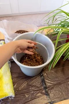 Hand preparing clay growing pellets in bucket for indoor houseplant repotting Stock Photos