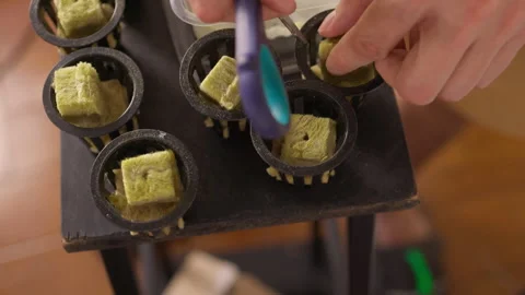 Hand preparing net pots with rock wool cubes and small seedlings for home Stock Footage 318306795