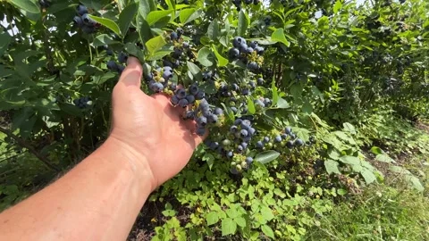 Hand Presenting Abundant Cluster of Ripe Blueberries on Bush Stock Footage 340166913