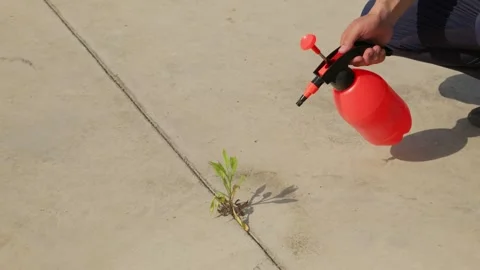 A hand-press spray bottle waters tough plants growing out of concrete cracks. Vídeo Stock 336037353