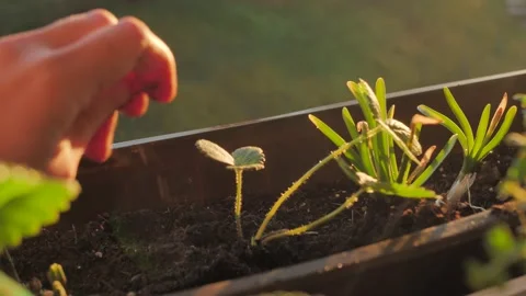 Hand pressing earth on freshly planted strawberry plant at golden hour Stock Footage