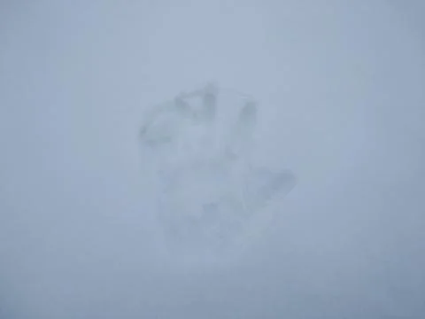 Hand Print in Snow. Stock Photos