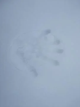 Hand Print in Snow. Stock Photos