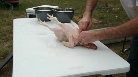 Hand processing butchered and plucked chicken making incisions and pulling guts Stock Footage 250914957
