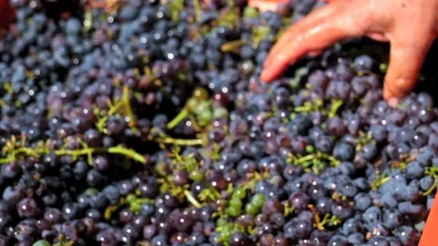 Hand processing grape vine 库存影片 95790578