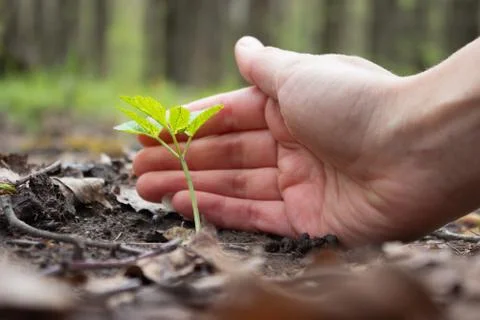 Hand protect new leaf Stock Photos