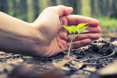 Hand protect new leaf Stock Photos