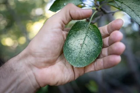 Hand protecting sad tree leaf covered by fungus Foto stock
