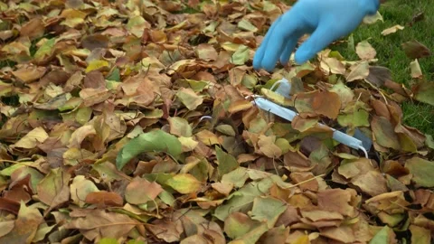 Hand in protective glove picks up used medical masks on grass with autumn leaves Stock Footage 145114909
