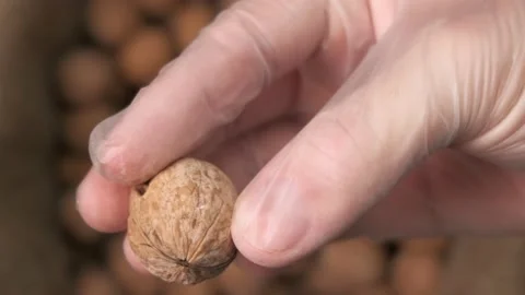 A hand in a protective glove takes walnut out of a canvas bag and shows Stock Footage 150278301