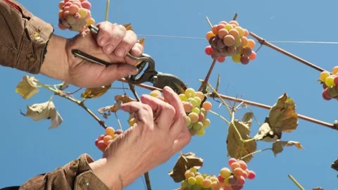 Hand pruning grape clusters with shears on vine Stock Footage 279580007