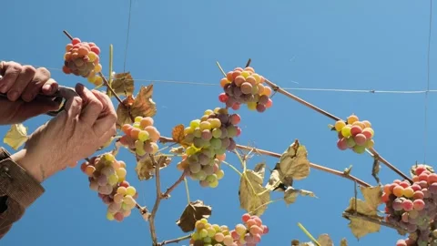 Hand pruning grape clusters on vine Stock Footage 285031302
