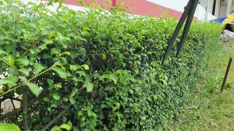 Hand Pruning Green Hedge in Garden Maintenance Work Stock Footage 315466239