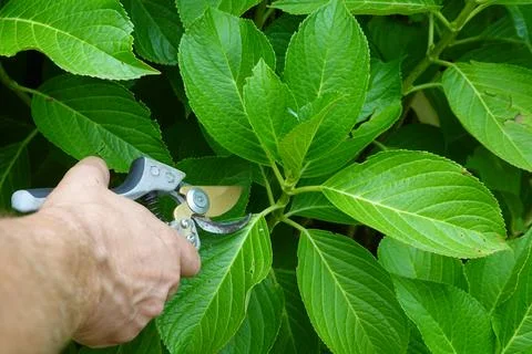 Hand pruning green hydrangea plant leaves, gardening for propagation and pl.. Stockfoto's
