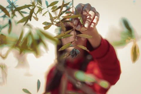 Hand pruning an olive branch during farm work Foto stock