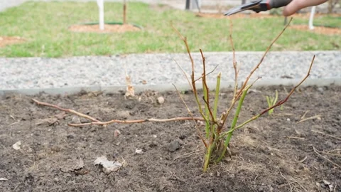 Hand pruning a rose bush with electric pruning shears in spring. Cutting dry Видео 343239558