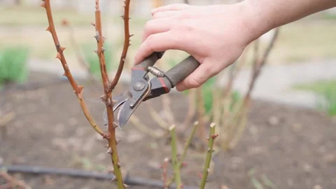 Hand pruning rose bush with secateurs in spring garden close-up Stock Footage 341406985
