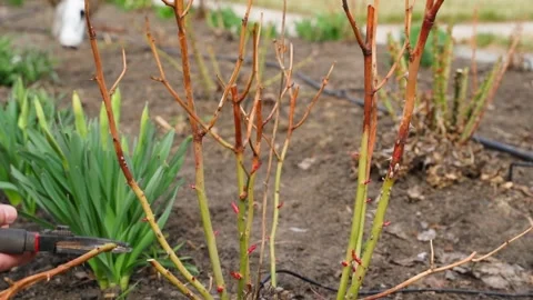 Hand pruning rose bush with secateurs in spring garden close-up Stock Footage 342941642