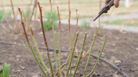 Hand pruning rose bush stems with secateurs in spring garden Stock Footage 339761642