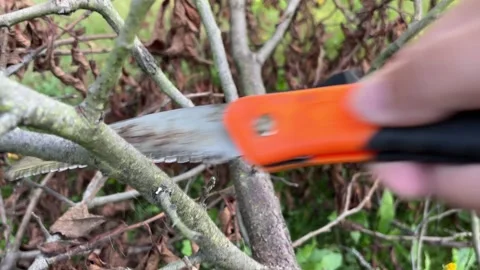 Hand pruning saw cutting a tree branch. Stock Footage 342293399