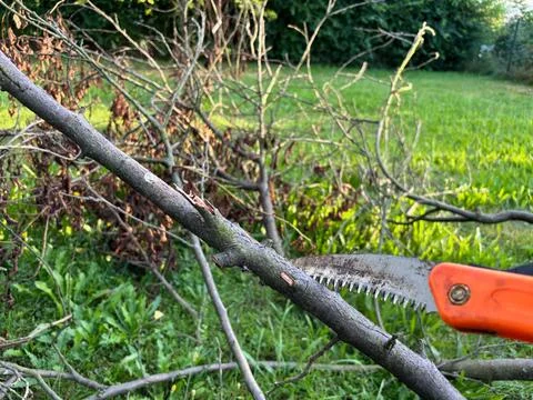Hand pruning saw cutting a tree branch in a garden. Stock Photos
