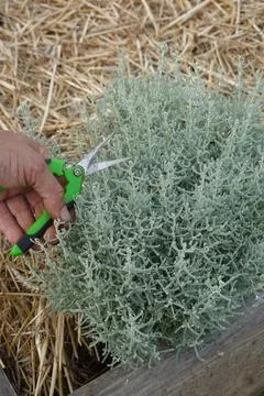 Hand pruning silver lavender cotton plant with shears, cultivating fragrant.. Stockfoto's