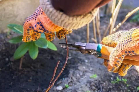 Hand pruning trees and bushes clippers, work in the garden and around the hou Stock Photos