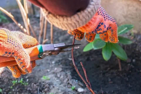 Hand pruning trees and bushes clippers, work in the garden and around the hou Stock Photos
