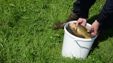 hand pull the fish from the bucket puts ... | Stock Video | Pond5