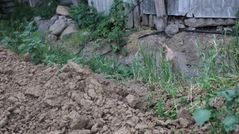 Hand pulled out of the grave Stock Footage 312874923