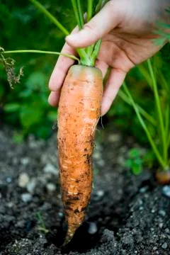 Hand pulling a carrot out of the ground 写真素材