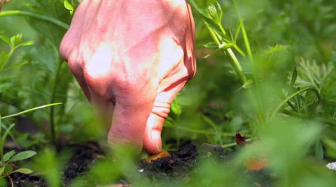 Hand pulling a carrot from the soil Видео 33383851