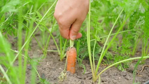 Hand pulling carrots out of the soil of a vegetable garden, close-up in slow Stock Footage 315568825