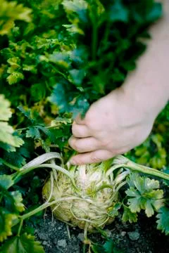 Hand pulling a celeriac bulb out of the ground 写真素材