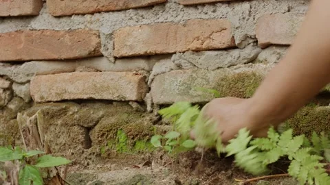 Hand pulling fern weed from an old brick wall Video stock 318233869