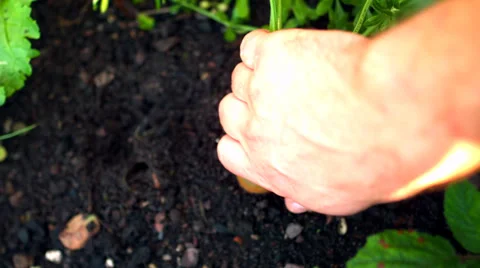 Hand pulling a fresh carrot from the soil Stockbeeldmateriaal 33383926