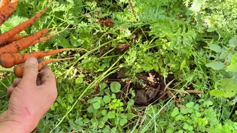 Hand Pulling a Fresh Carrot from Soil and Adding It to Harvested Carrots Stock Footage 345871198