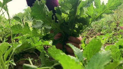 Hand Pulling Fresh Green Vegetable From Garden Stock Footage 315621006